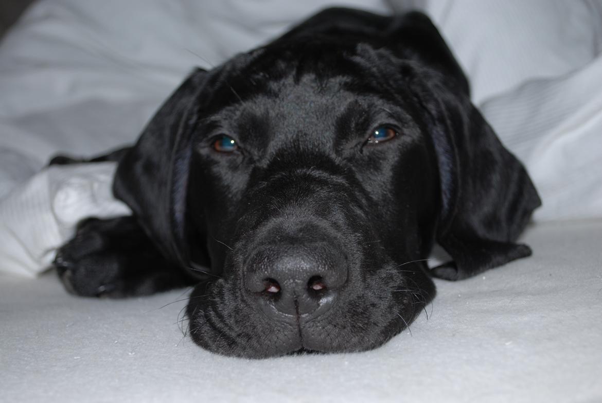 Blanding af racer Buster billede 3