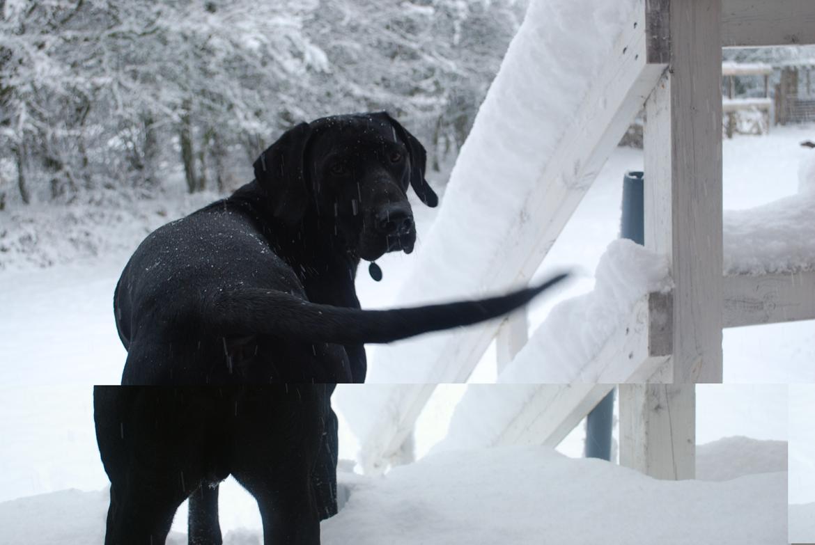 Blanding af racer Buster billede 4