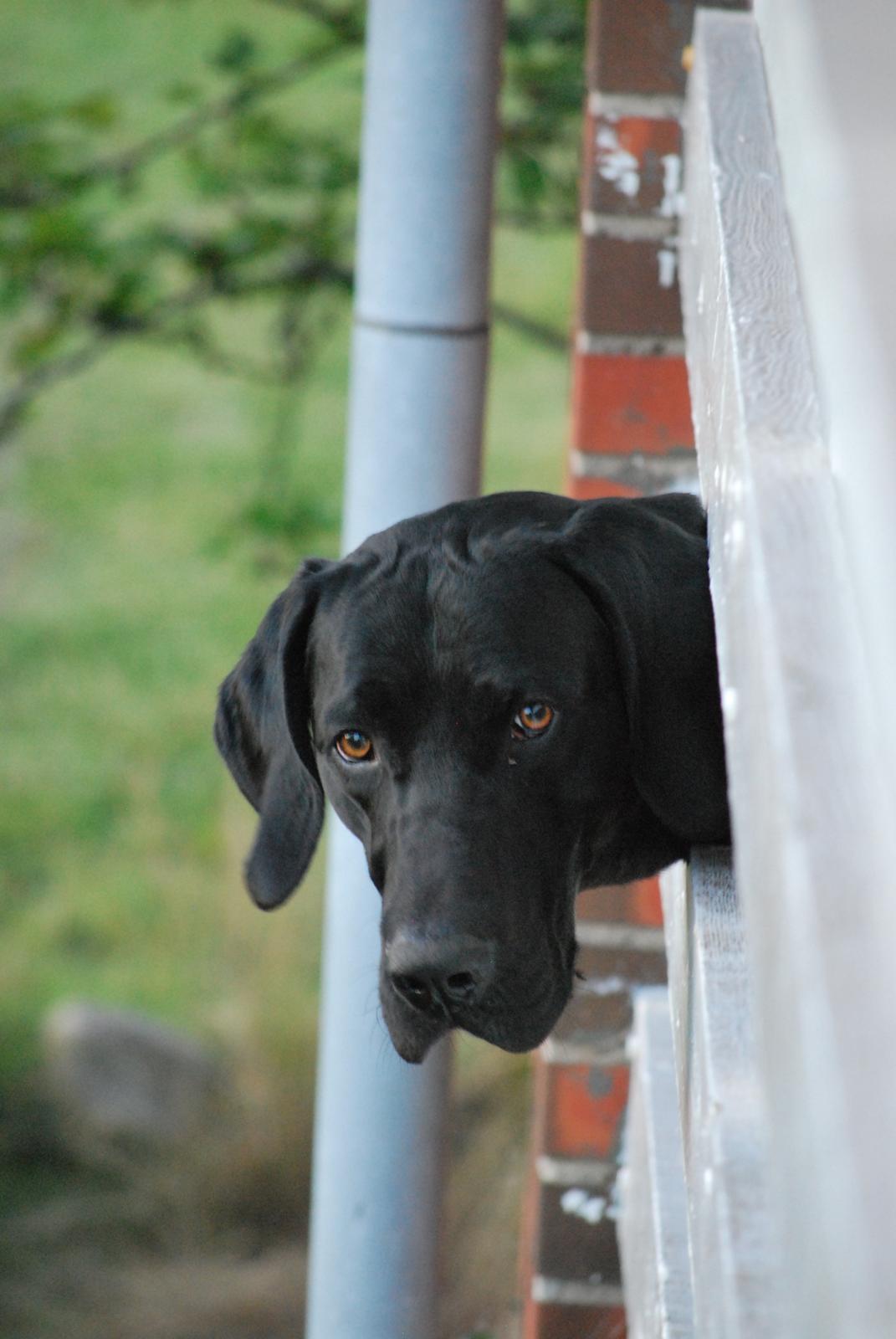 Blanding af racer Buster billede 5