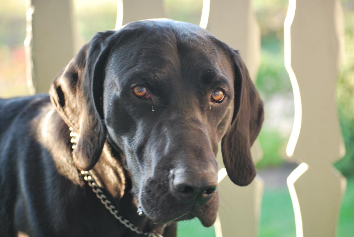 Blanding af racer Buster billede 6