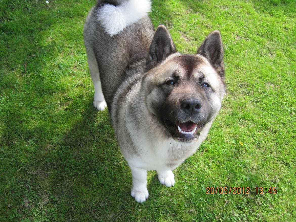 American Akita Mufti billede 17