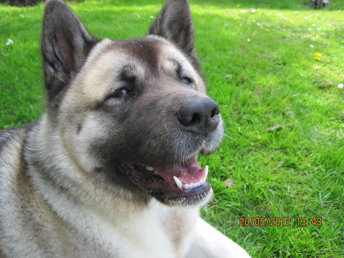 American Akita Mufti billede 18