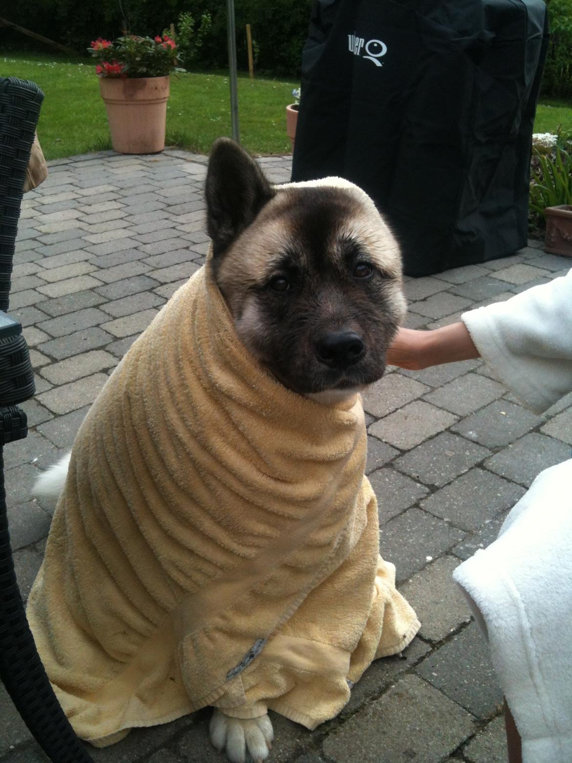 American Akita Mufti billede 19