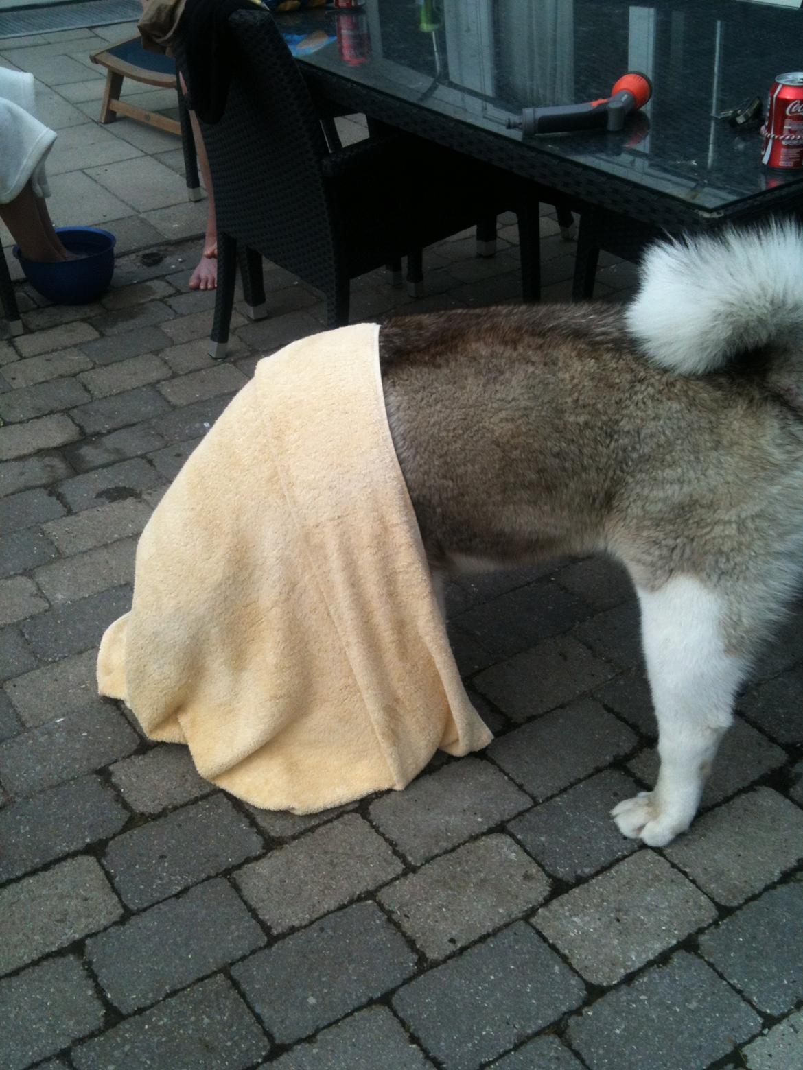 American Akita Mufti billede 20