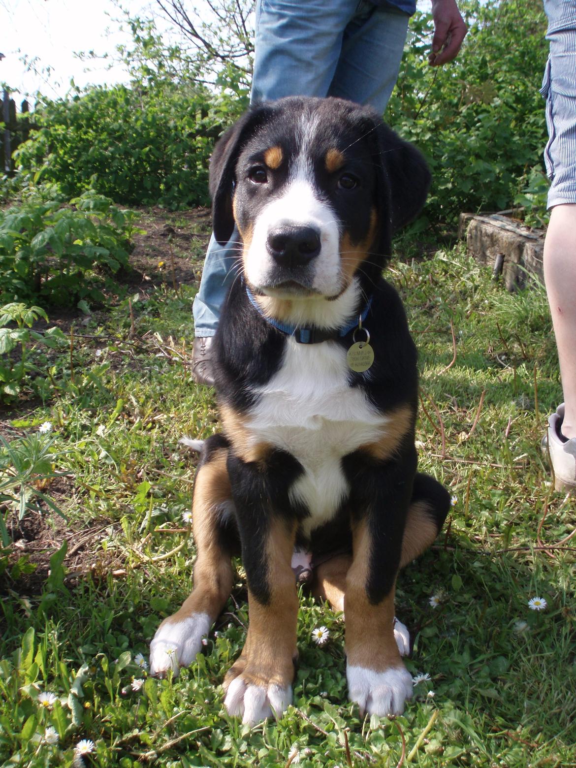 Grosser schweizer sennenhund Aslan billede 6