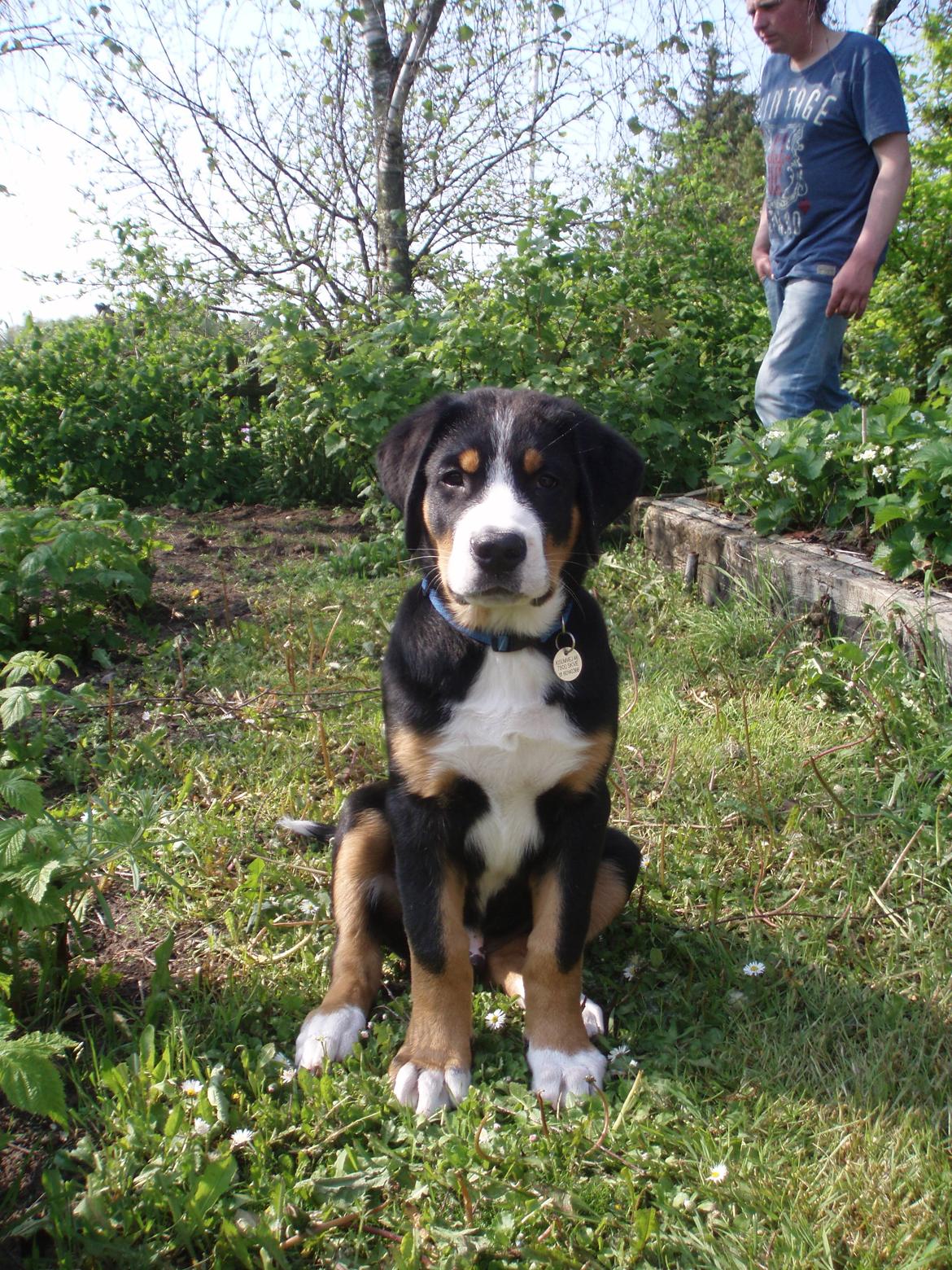 Grosser schweizer sennenhund Aslan billede 7