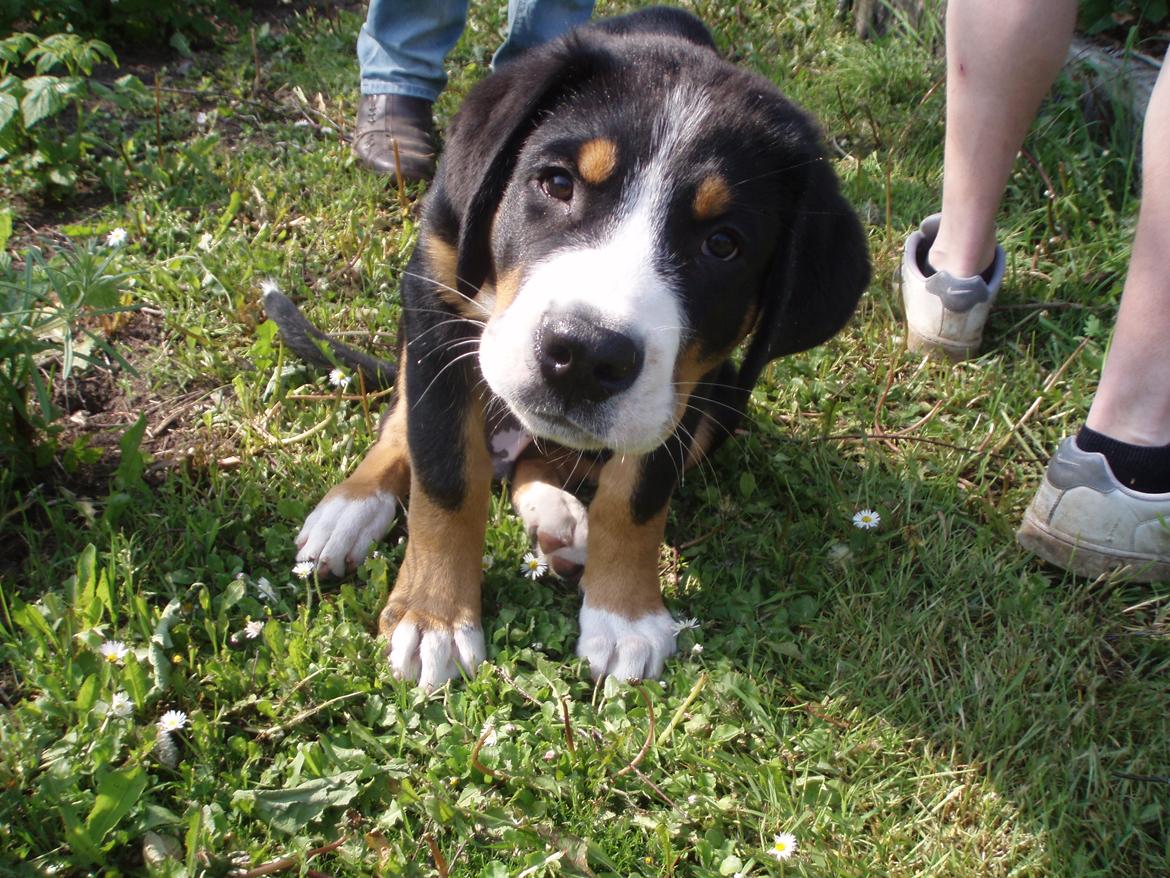 Grosser schweizer sennenhund Aslan billede 8