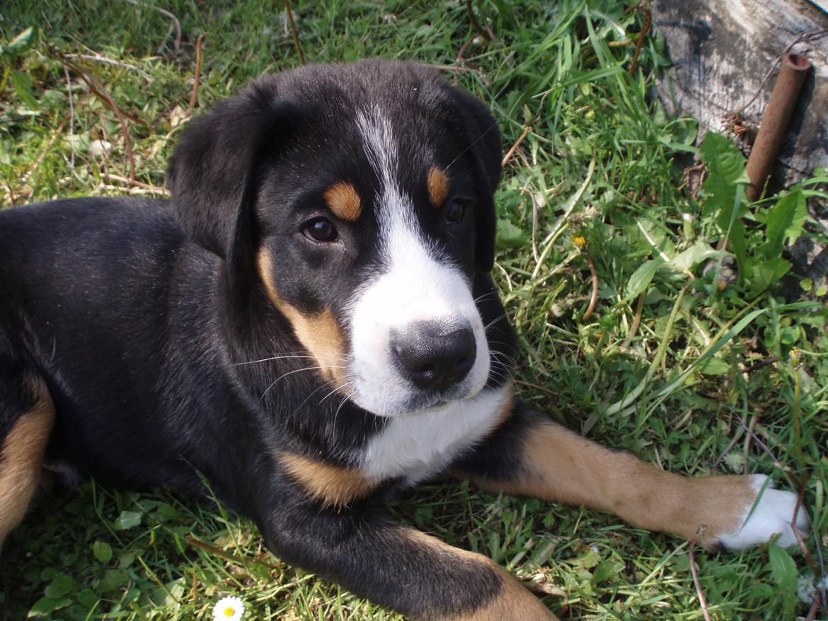 Grosser schweizer sennenhund Aslan billede 9