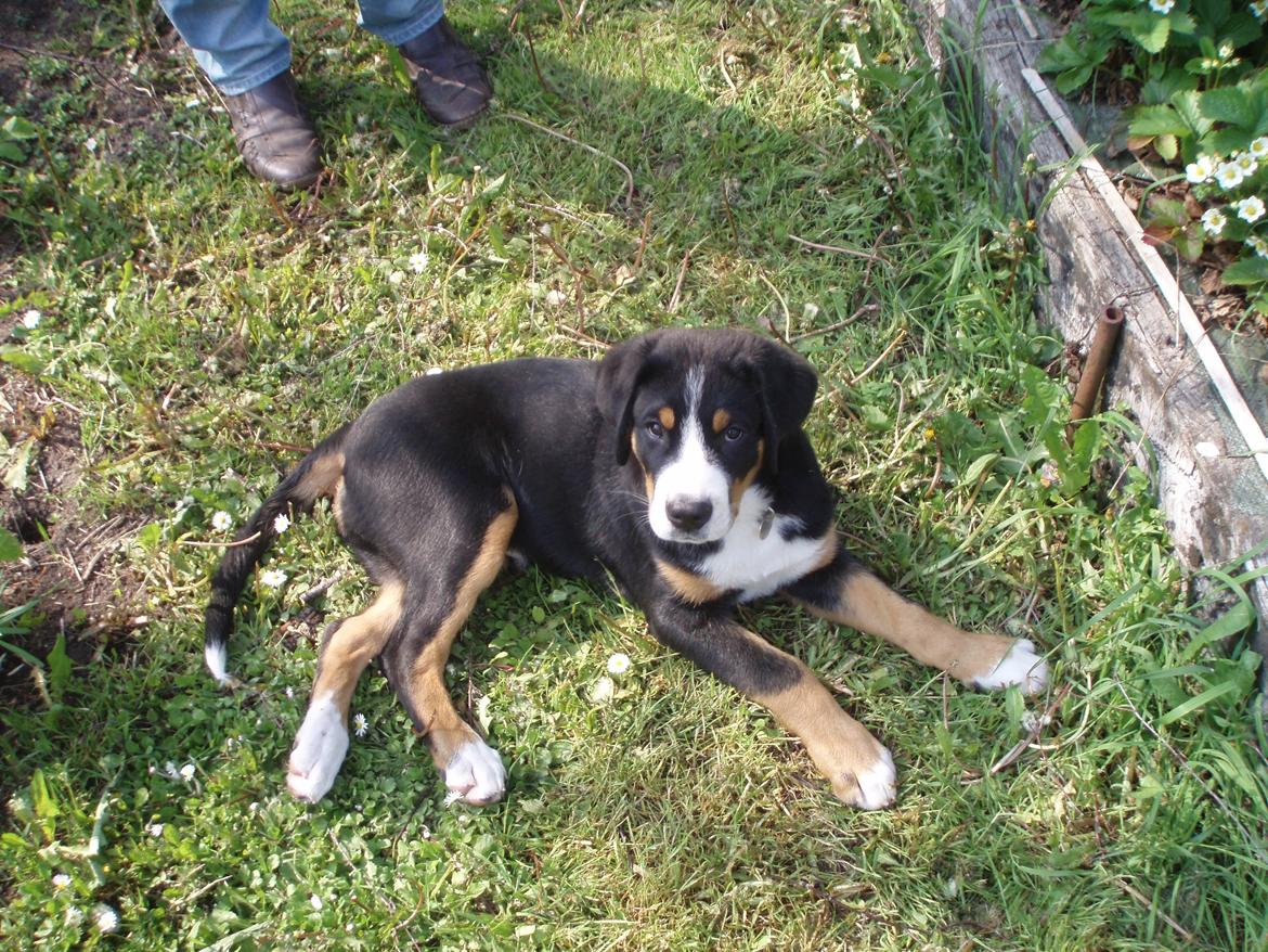 Grosser schweizer sennenhund Aslan billede 10