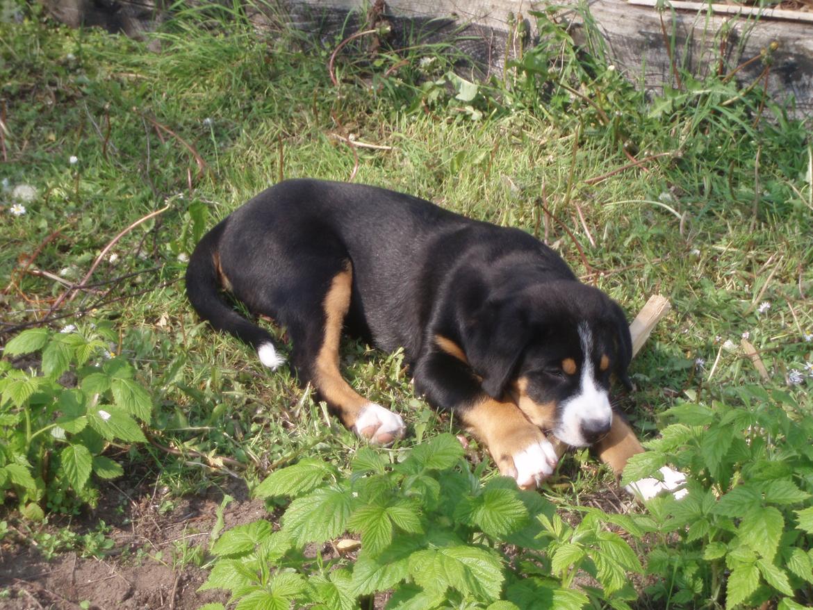 Grosser schweizer sennenhund Aslan billede 11
