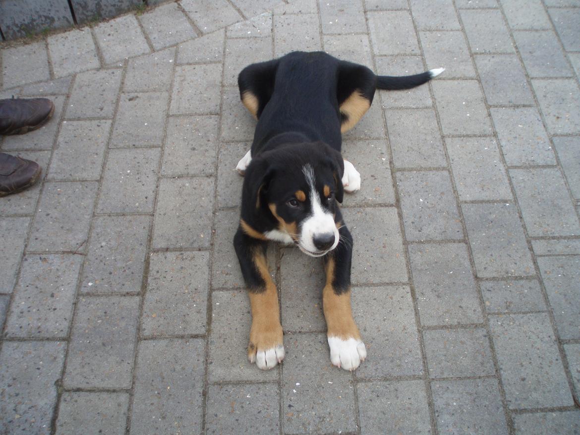 Grosser schweizer sennenhund Aslan billede 12