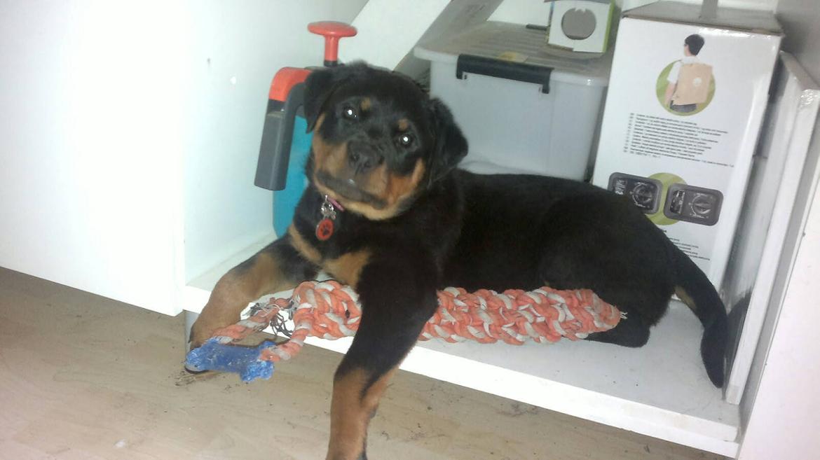 Rottweiler Laica - Dejlig hylde her under skægagamerne...passer lige til mig og mit legetøj! billede 8