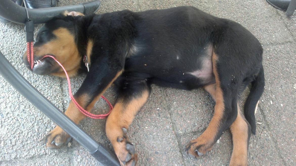 Rottweiler Laica - man skal jo have noget i munden når man skal sove... billede 10