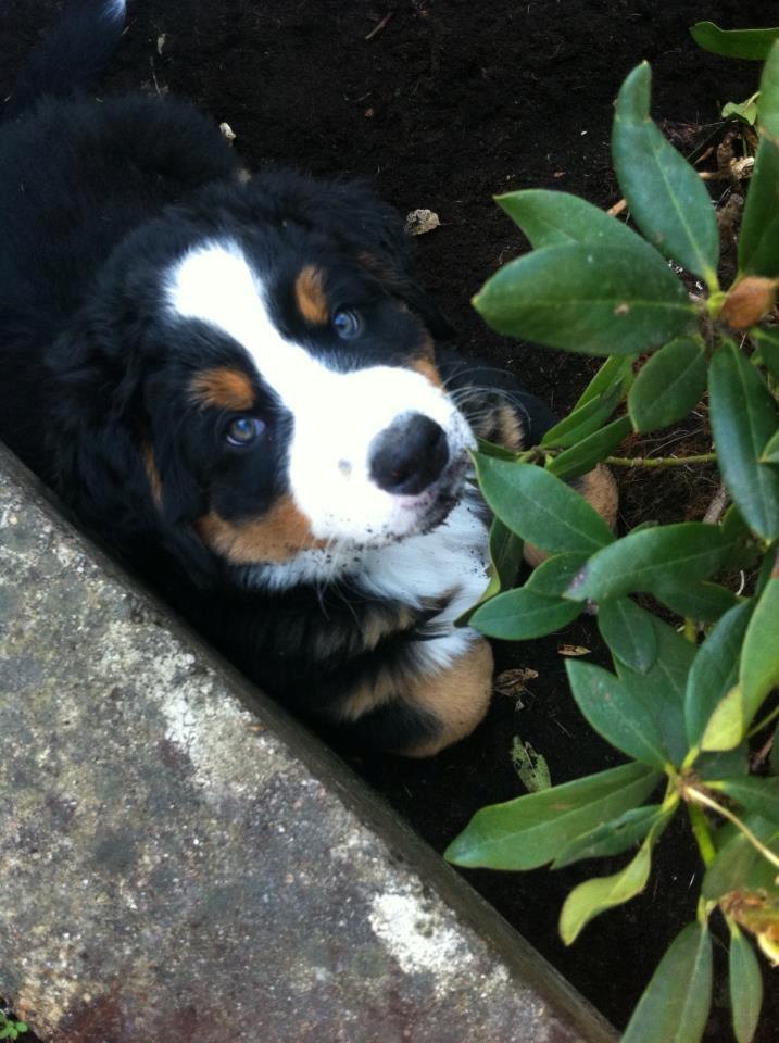 Berner sennenhund Cleo - Cleo 8 uger :D billede 1