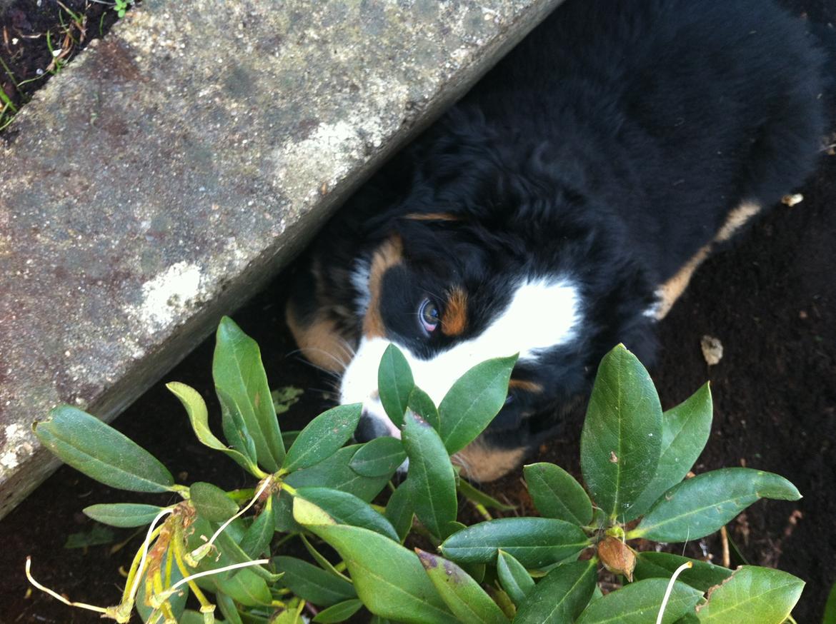 Berner sennenhund Cleo - Cleo 8 uger :) billede 15