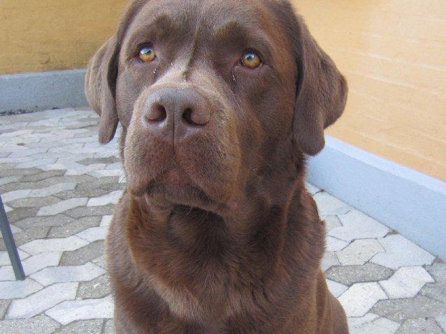 Labrador retriever Aston - Bamse med hjerte af guld! billede 13