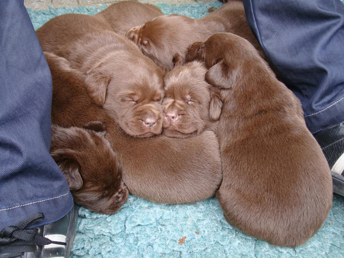 Labrador retriever Aston - Har aldrig set noget så kært - Aston + søskende. (-: billede 1