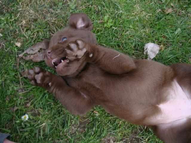 Labrador retriever Aston - Lille, men farlig! billede 3