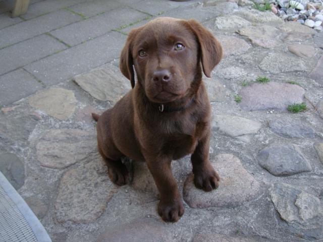 Labrador retriever Aston billede 4
