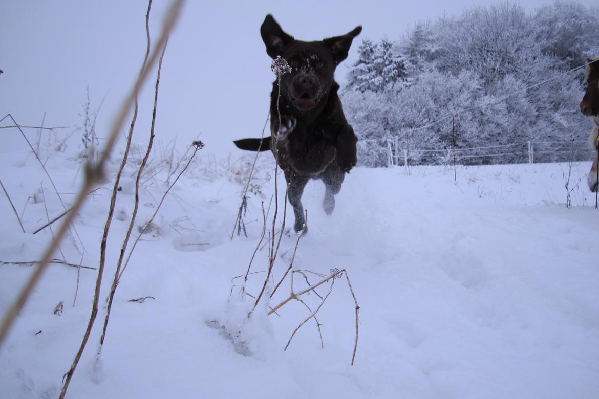 Labrador retriever Aston - Sne er bare helt i top! billede 8