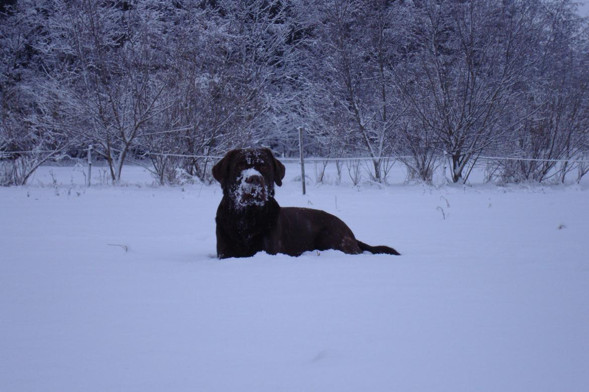 Labrador retriever Aston billede 10