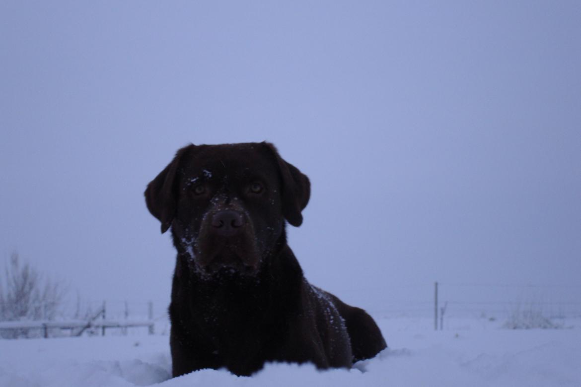 Labrador retriever Aston billede 11