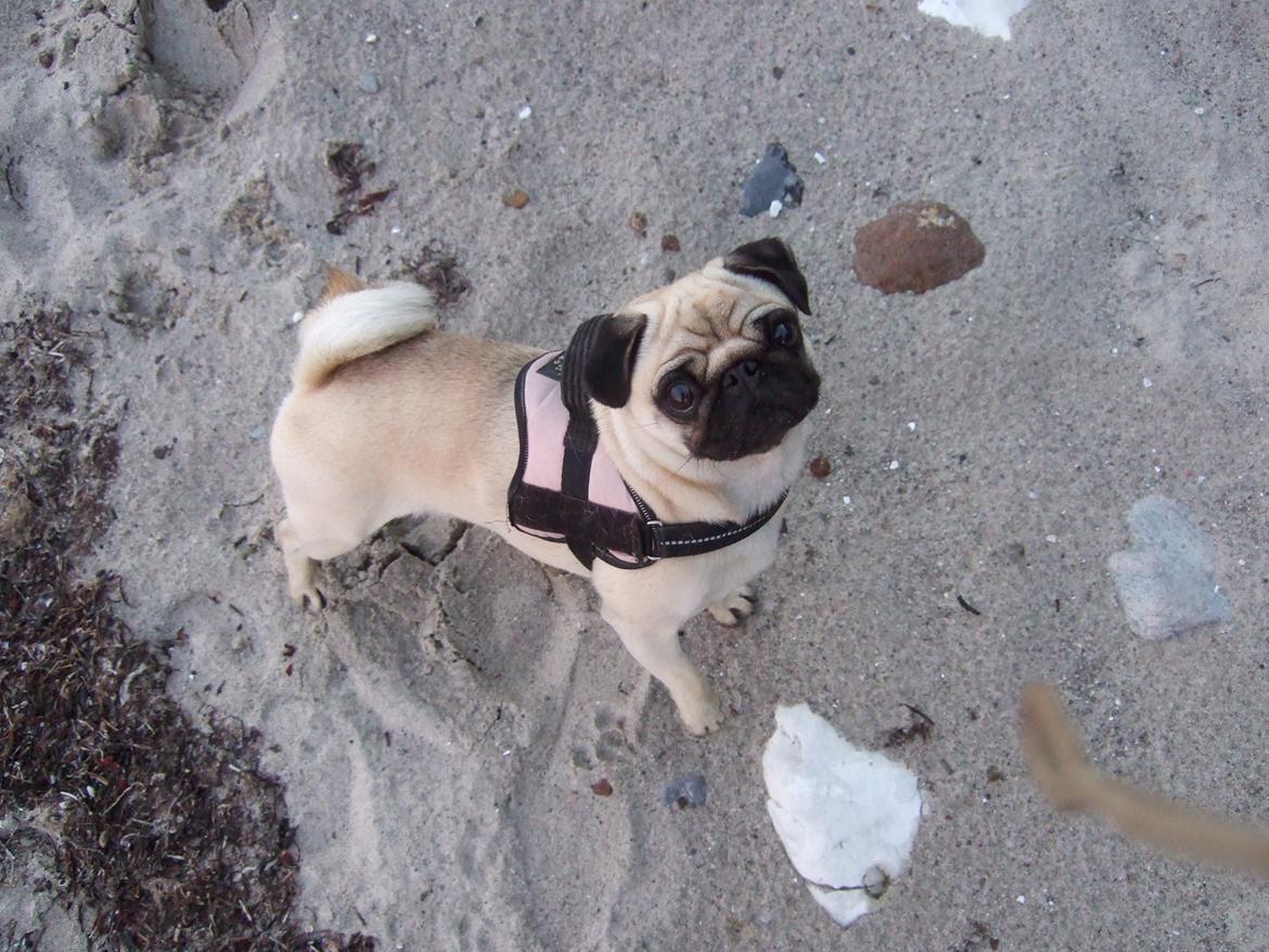 Mops Mocca billede 1