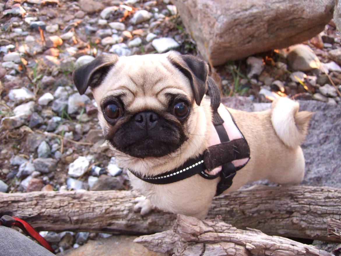 Mops Mocca billede 2