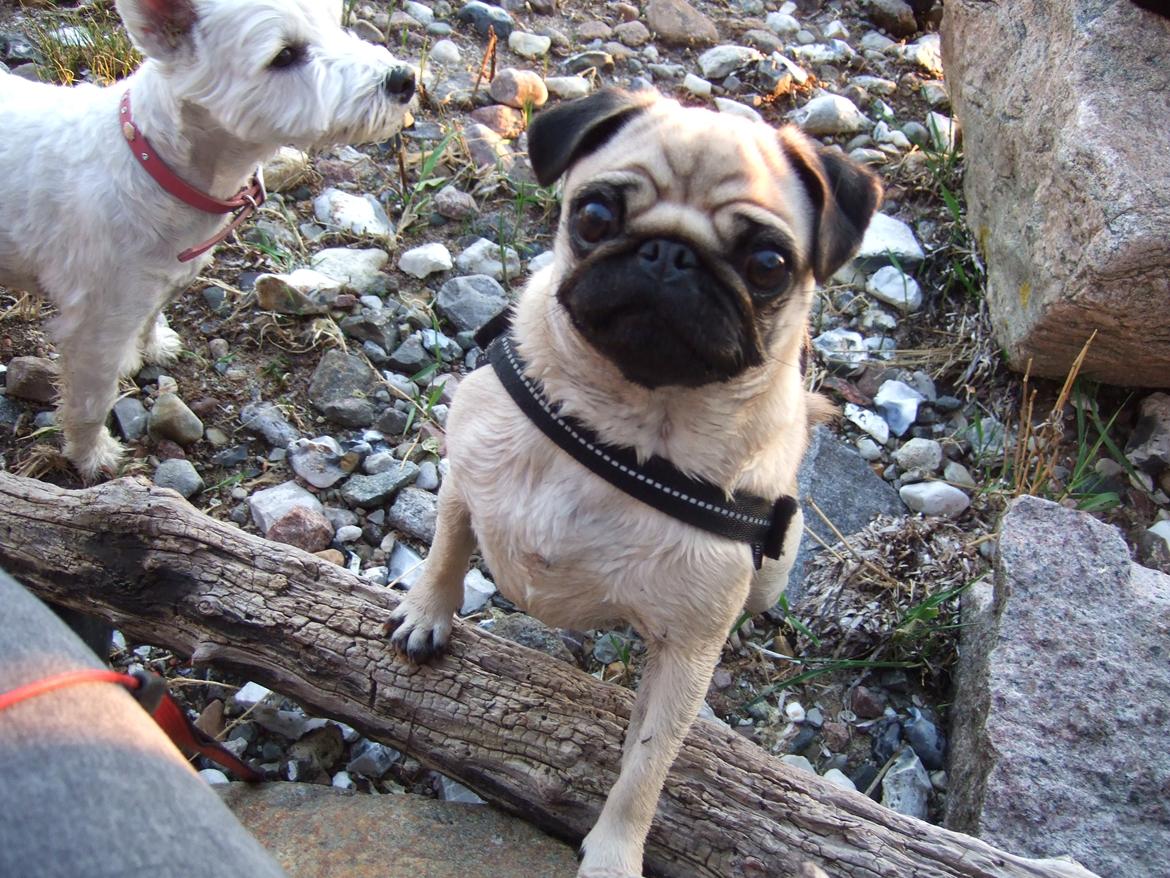 Mops Mocca billede 3