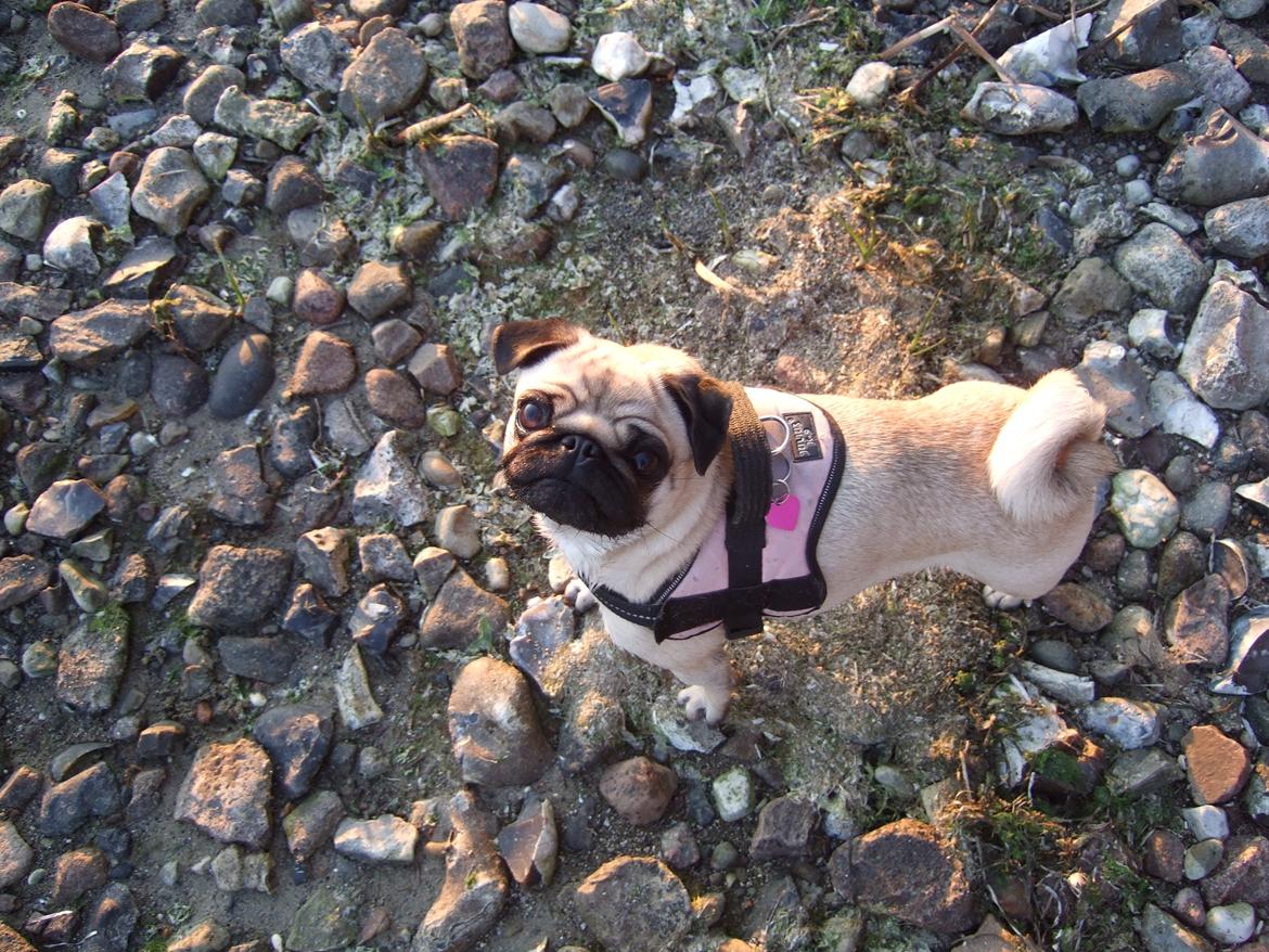 Mops Mocca billede 4