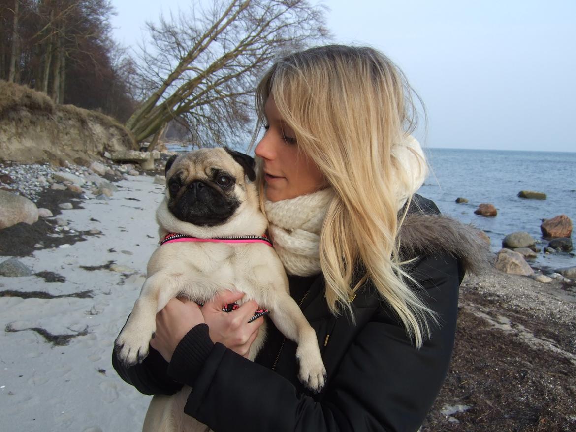 Mops Mocca billede 5