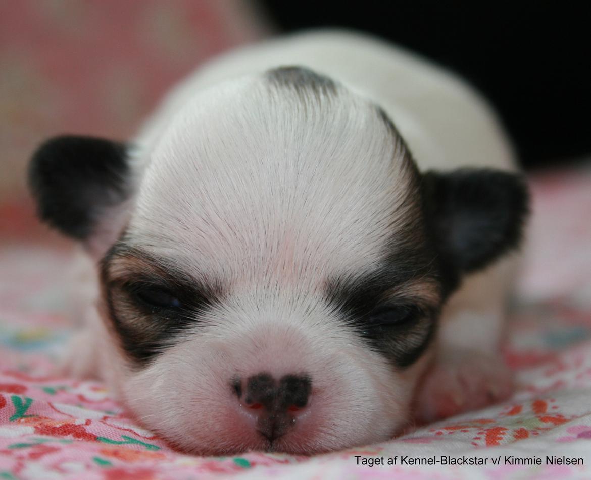 Chihuahua Blackstars Haley - 2 uger billede 4