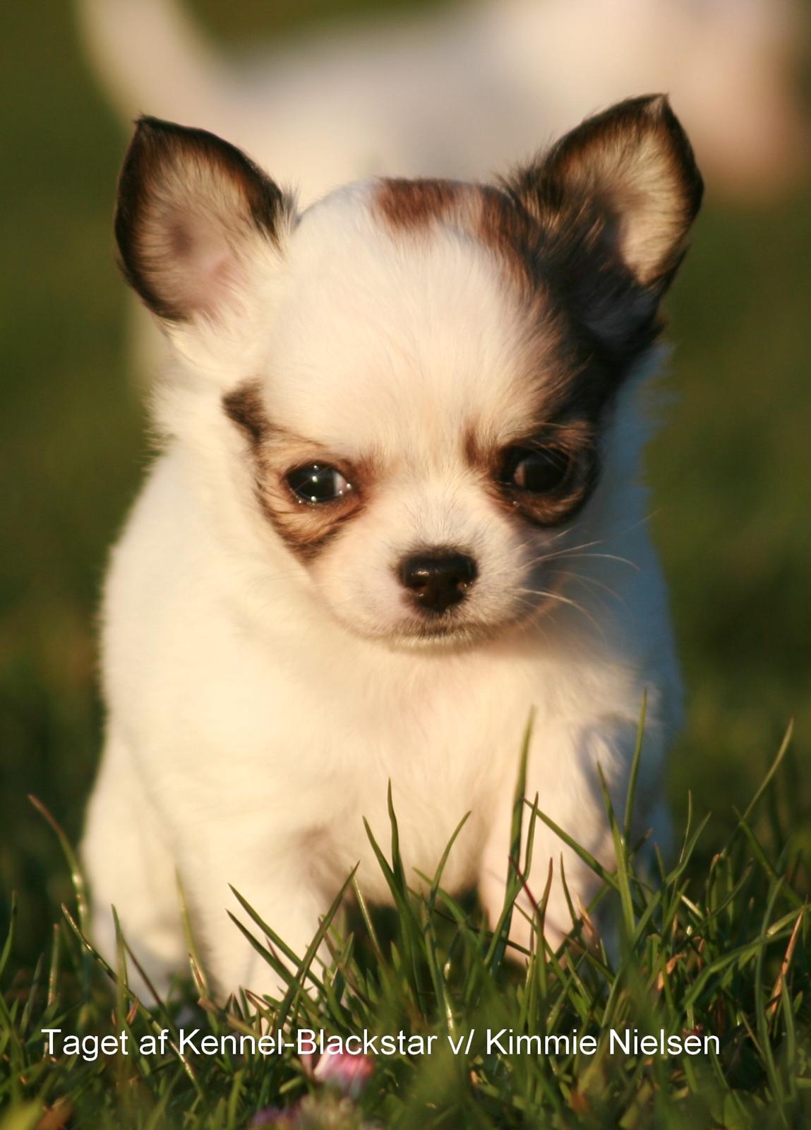 Chihuahua Blackstars Haley - 6 uger billede 5