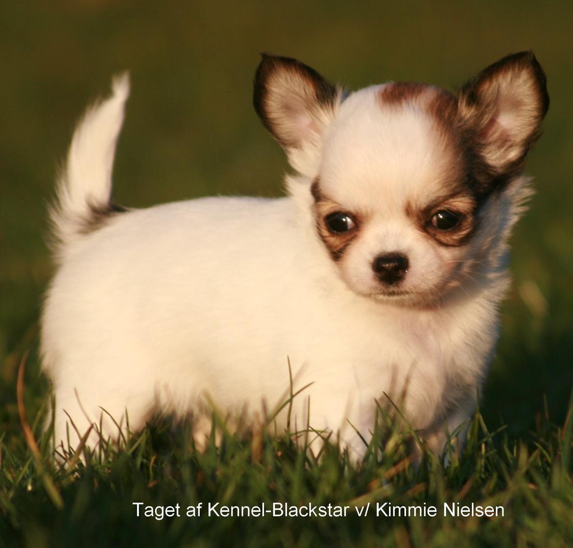 Chihuahua Blackstars Haley - 6 uger billede 6