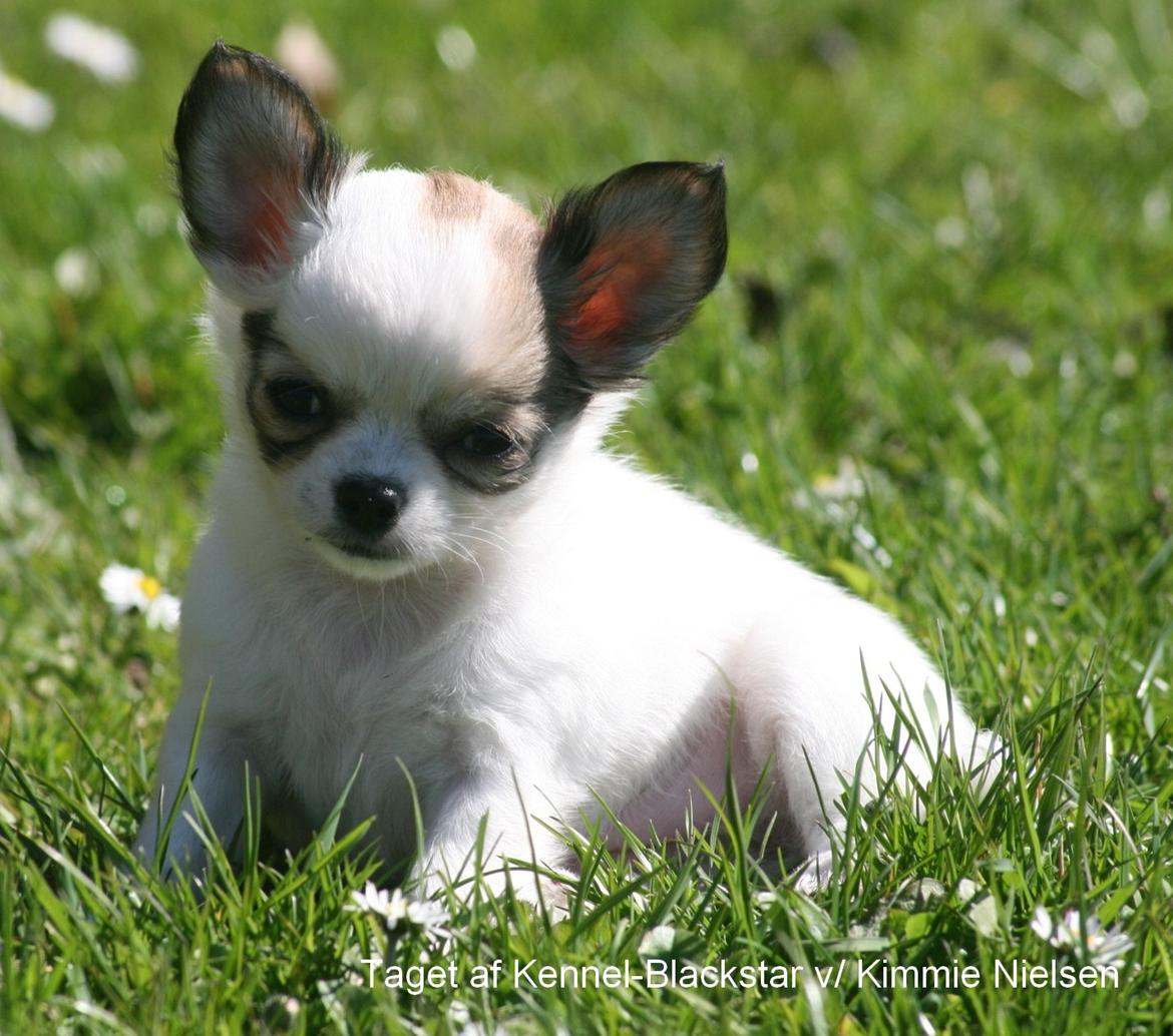 Chihuahua Blackstars Haley - 8 uger billede 7