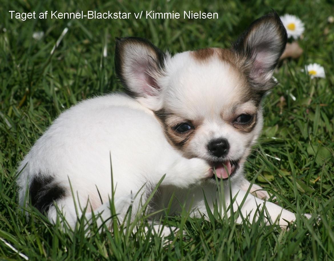 Chihuahua Blackstars Haley - 8 uger billede 8