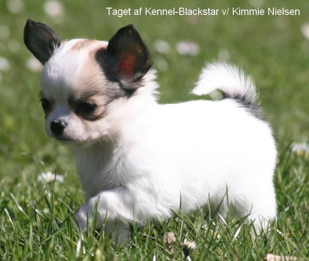 Chihuahua Blackstars Haley - 7 uger billede 3