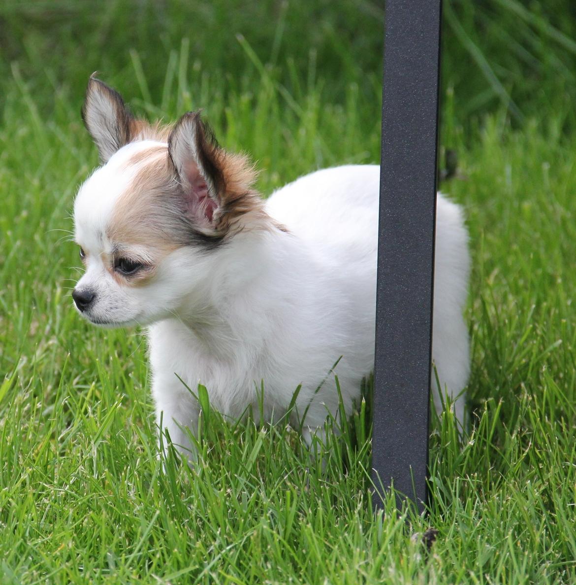 Chihuahua Blackstars Haley - 13 uger billede 9