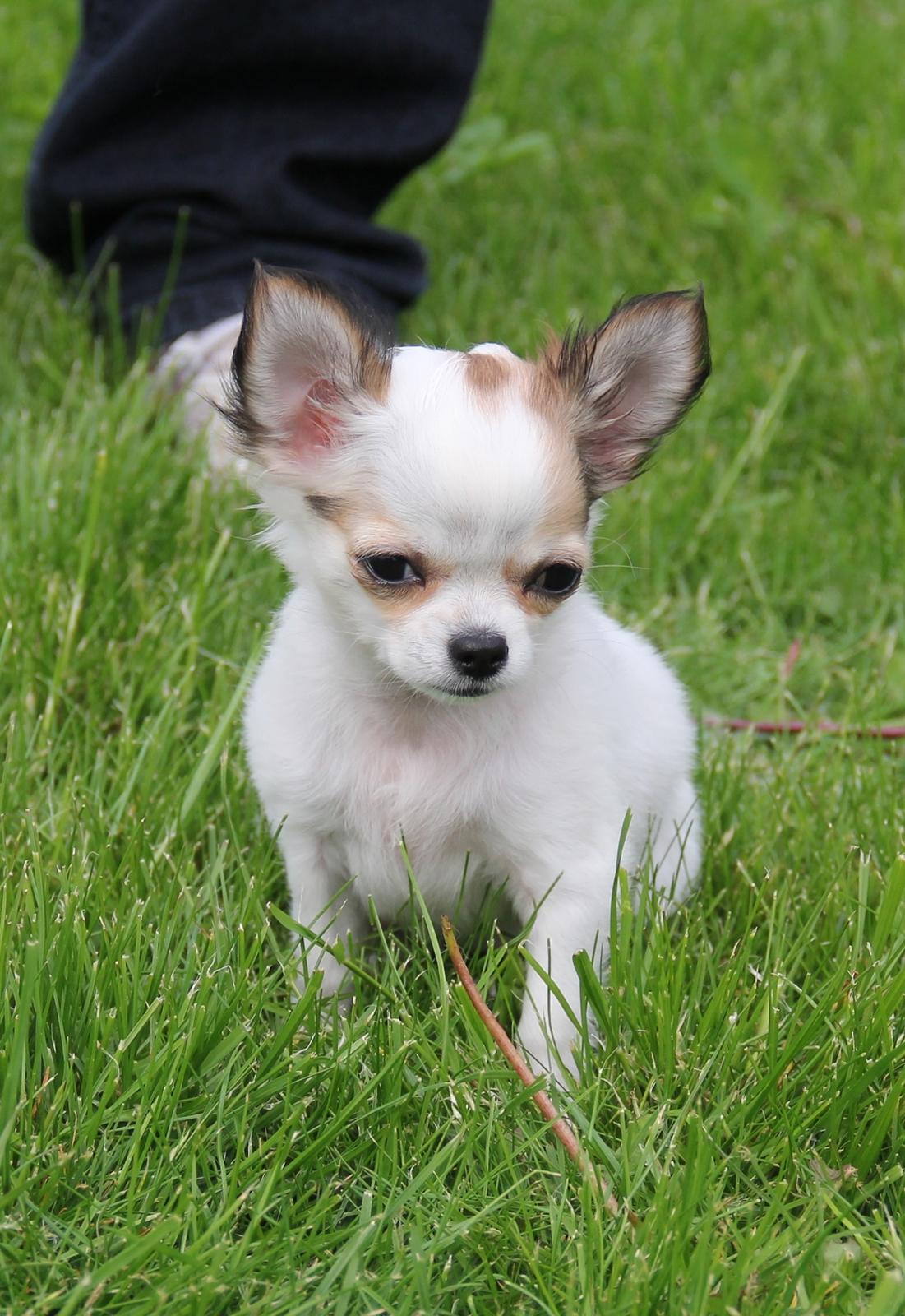 Chihuahua Blackstars Haley - 13 uger billede 10