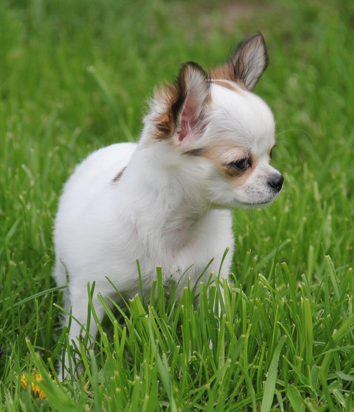 Chihuahua Blackstars Haley - 13 uger billede 11