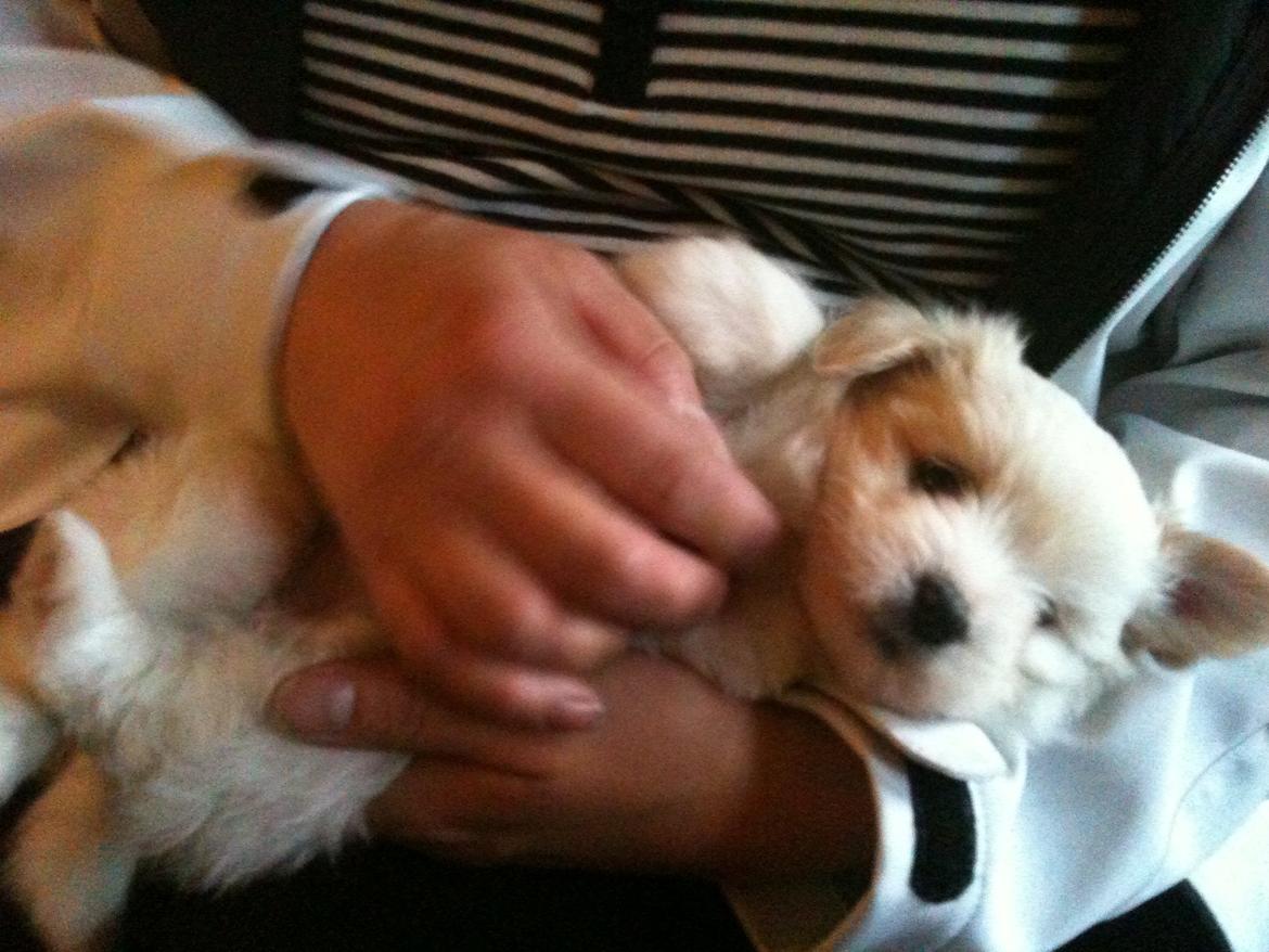 Blanding af racer Carla billede 1