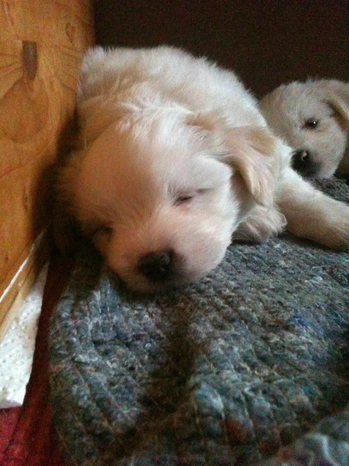 Blanding af racer Carla billede 2