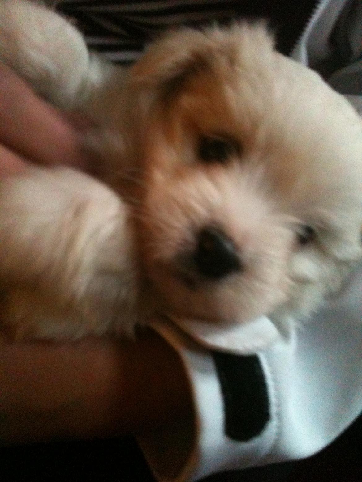 Blanding af racer Carla billede 3