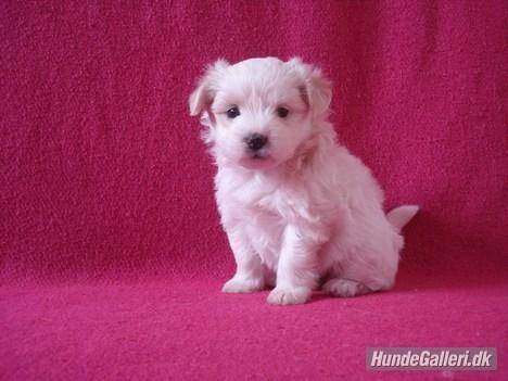 Blanding af racer Carla billede 4