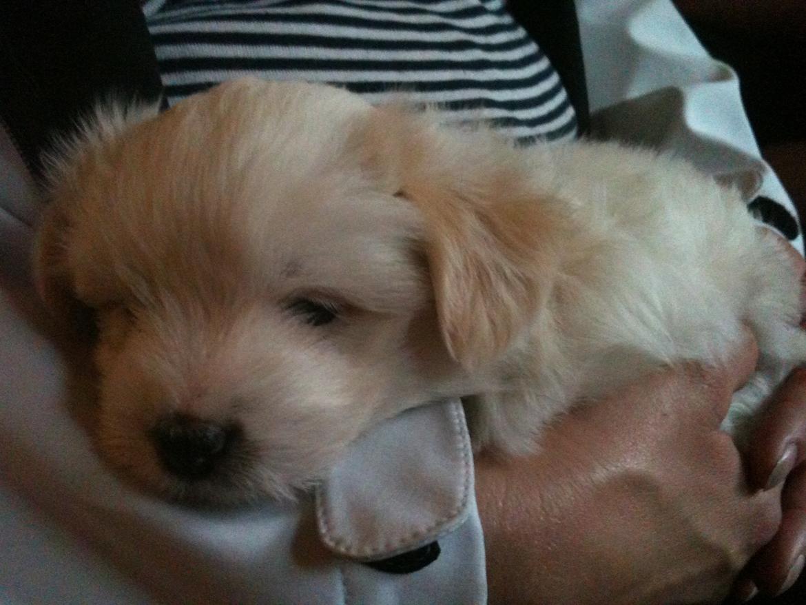 Blanding af racer Carla billede 5