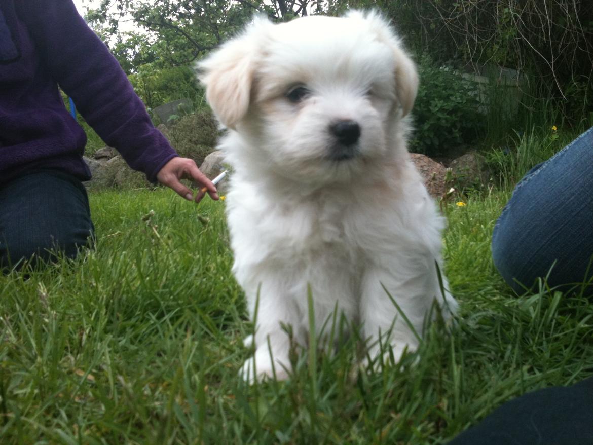 Blanding af racer Carla billede 6