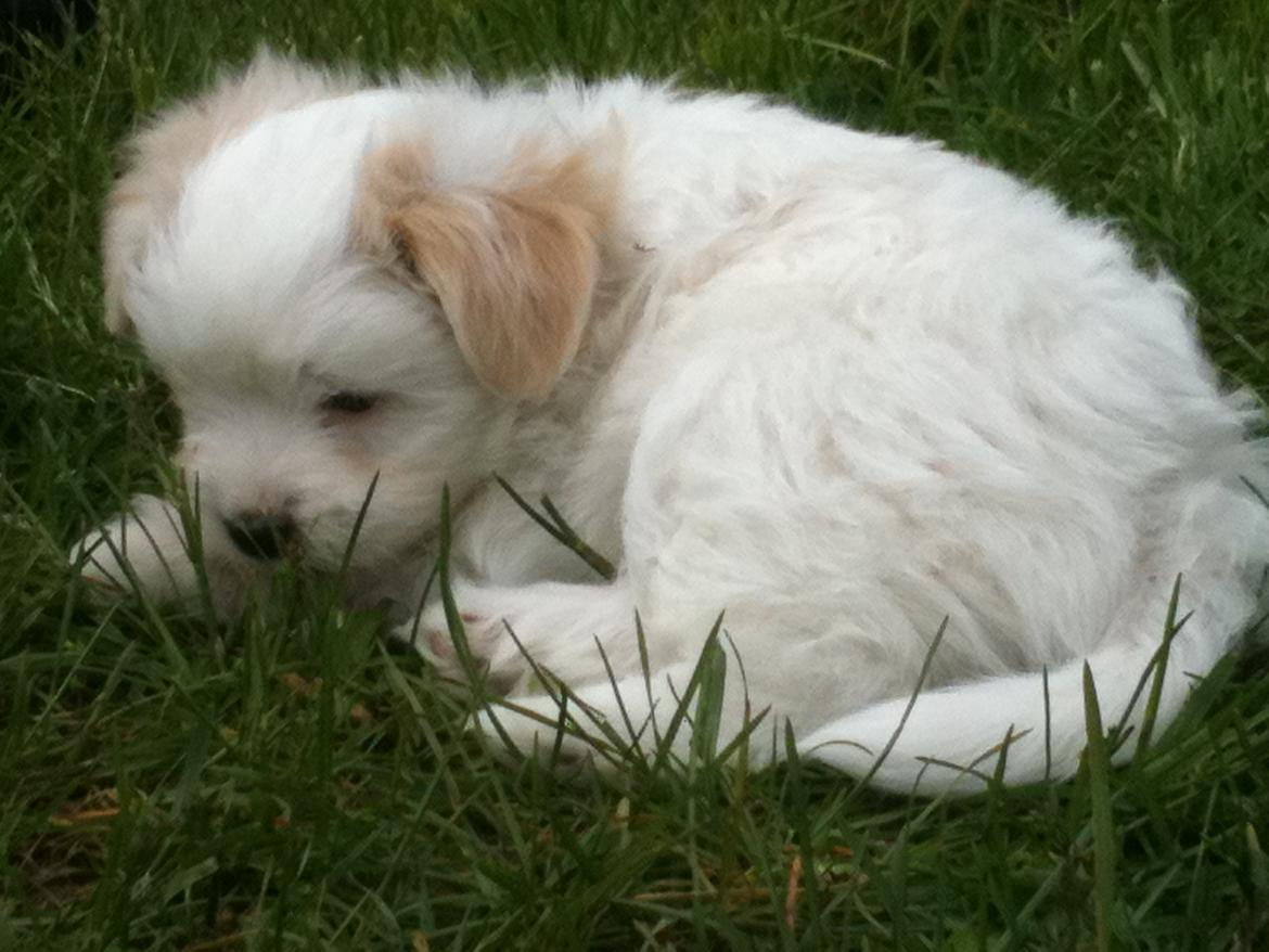 Blanding af racer Carla billede 7