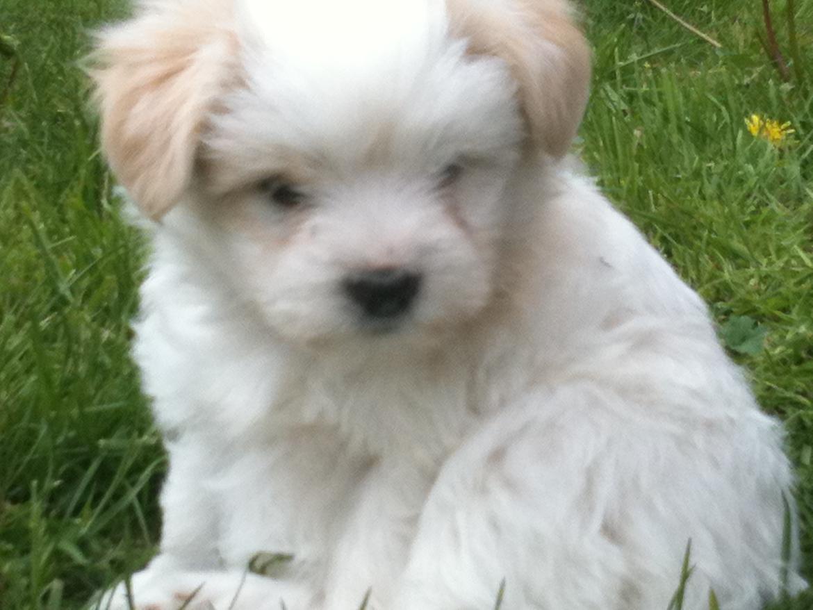 Blanding af racer Carla billede 8