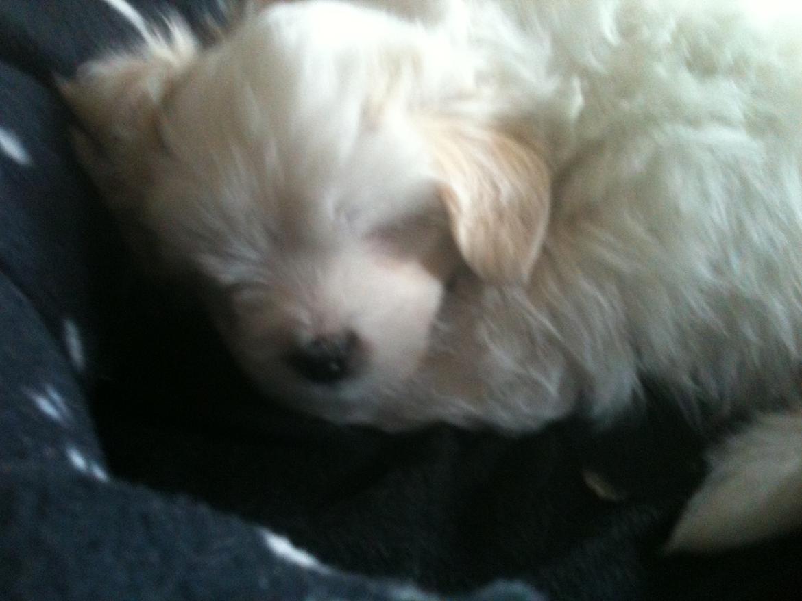 Blanding af racer Carla billede 9