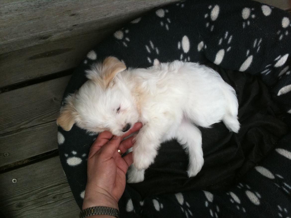 Blanding af racer Carla billede 10